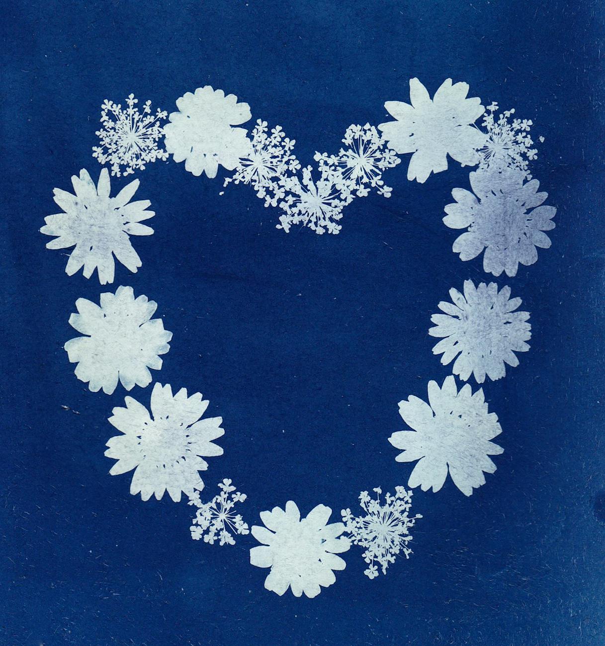 Le Cyanotype